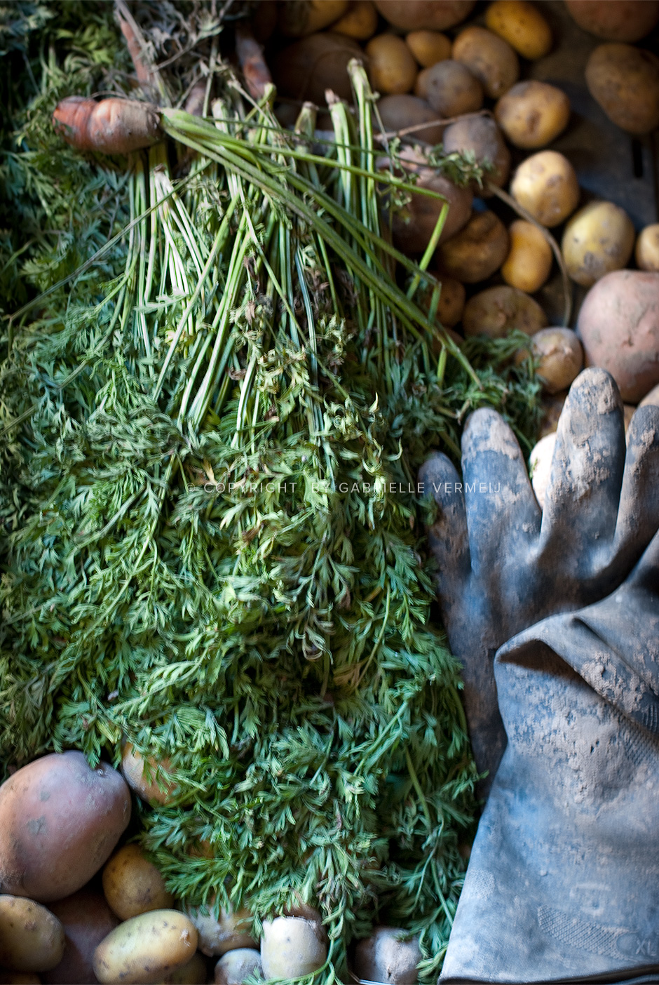 Potatoes and carrots