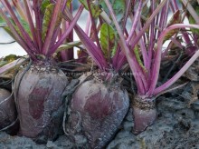 Organic beetroot