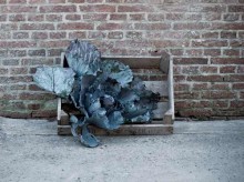 Harvest of red cabbage